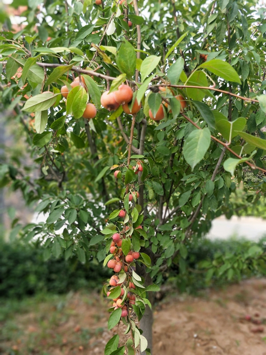 春華秋實(shí)之果實(shí)篇86