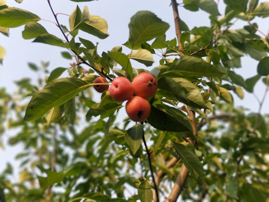 春華秋實(shí)之果實(shí)篇86