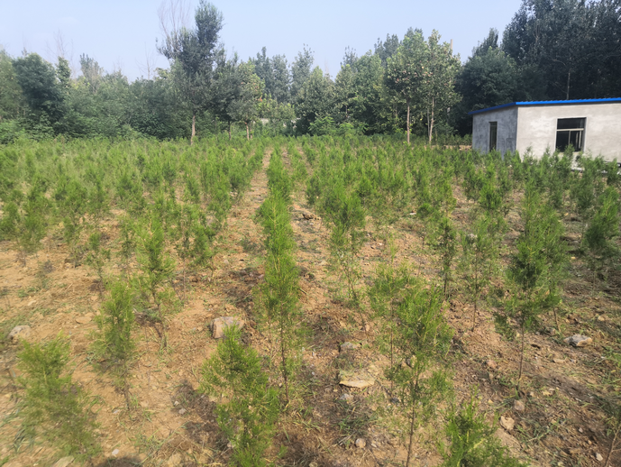 黨員動(dòng)起來 環(huán)境靚起來——集團(tuán)機(jī)關(guān)黨支部組織志愿服務(wù)活動(dòng)22